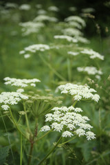 Hogweed flowers on a background of green grass © Alexandra Selivanova