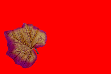 isolated autumn maple leaf on red background  with clipping path