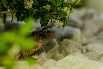 neugieriger Frosch 3