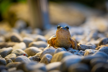 neugieriger Frosch 4