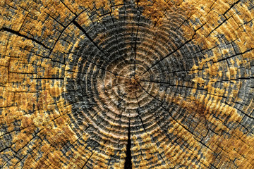Stump of old tree felled section of the trunk with annual rings Slice wood texture