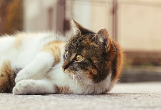 Domesticated kitten relaxing on the road before house and  watchs actions in the garden with interest. Funny animal face. Cat lying on the side of body and her head lifter and watchs