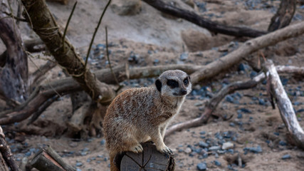 Obraz premium meerket