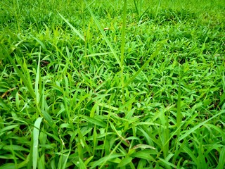 Closeup nature view of green leaf grass in garden at summer under sunlight. Natural green grass landscape using as a background or wallpaper