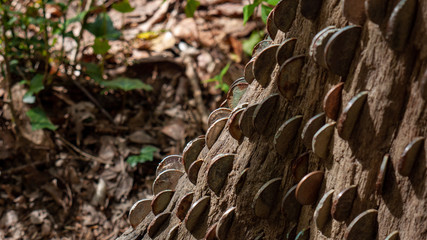 Coin tree