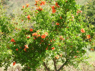 red flowers in the garden