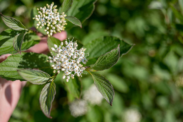 white flower in hand
