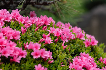 Obraz premium Pink azalea flower, in full bloom, Rhododendron