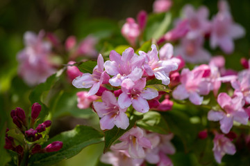 Obraz premium pink flower