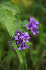 purple wild flowers gentian, on a background of green grass