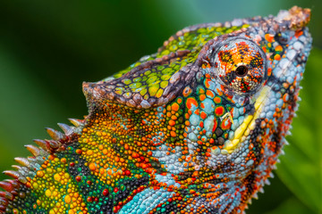 closeup portrait of Colourful chameleon at zurich zoo in tropical animal sectionio