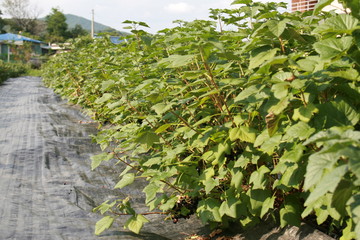 Fototapeta na wymiar Blueberry and blackberry and green background