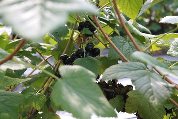 Blueberry and blackberry and green background