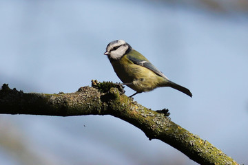 Blue Tit