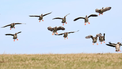 Geese coming in to land!