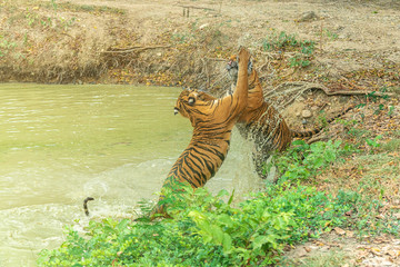 Tiger fight in pond.