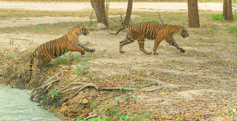 Couple of tiger stroll after bath.