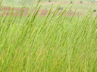 background of green grass