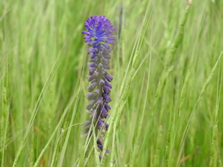 blue flowers in field