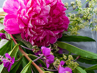 Fototapeta premium Beautiful pink large peony flower.