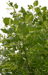 Fototapeta na wymiar linden tree in the garden