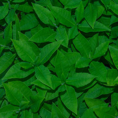 Green leaves pattern background, Natural background and wallpaper