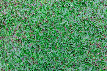 Top view Mid-high green lawn texture. Nature green grass in the garden, Nature background
