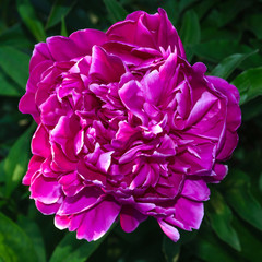 Beautiful pink peony flower close up