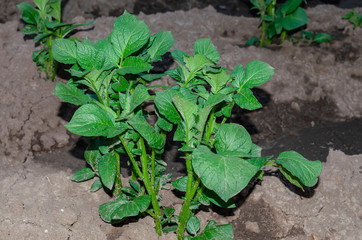 Sprouted new potatoes in the garden in May. Growing potatoes on the farm.