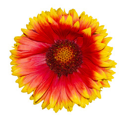 Gaillardia pulchella flower (firewheel, Indian blanket, Indian blanketflower, or sundance) isolated on white, side view