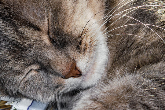 Peacefully sleeping cat closeup photographed