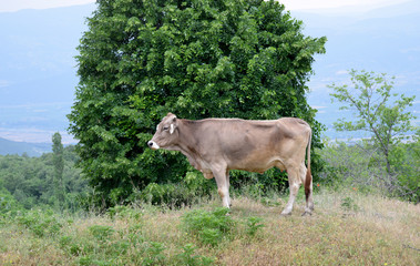 cow in a field