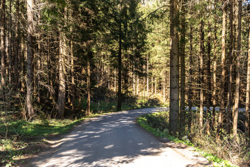 Asphaltstraße durch einen Wald