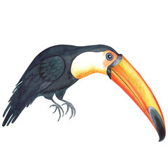 Illustration with toucan. Hand painted in watercolor. Perfect for design, patterns, greeting cards, posters, website, DIY and other projects.