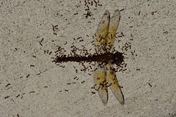 Tiny red ants swarming across the dead body of a Dragonfly, slowly picking it apart and taking it back to their colony.