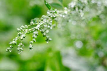 Soft focused abstract background. Meadow grass under dew drops, after the rain. Beautiful nature background.