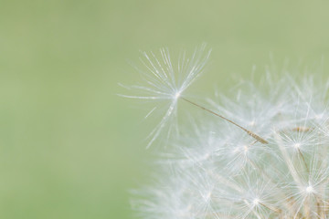 close up of dandelion seed on head of flower