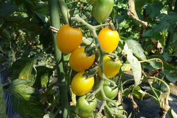 畑のミニトマト