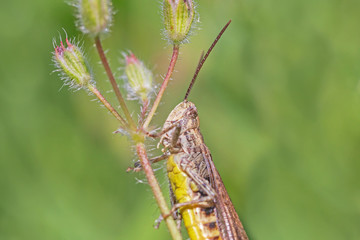 close up of grasshopper sitting on stem of wild flower