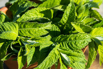 Mint leaves over old wooden background, outdoor.
