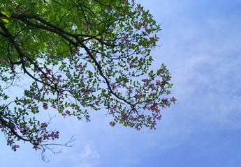 団地の花壇のハナミズキ
