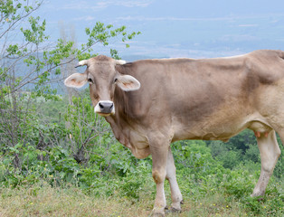 cow in a field