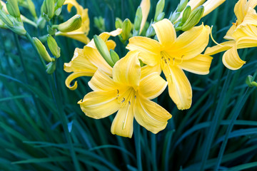 blooming yellow lily flower bushes in garden 
