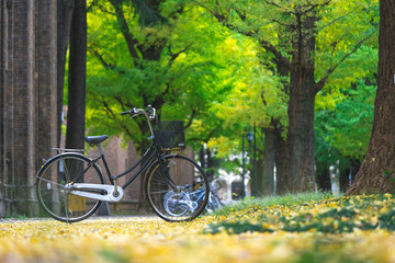 Fototapeta premium bicycle parked in the park, among the fields of Ginkgo tree. The Bam is full of gardens. Beautiful to relax. Fitness concept Make a vintage tint