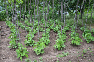 Fototapeta na wymiar bean plants in the garden