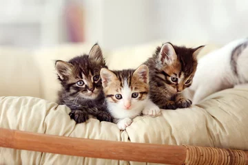 Fotobehang Leuke grappige kittens in huis © Pixel-Shot