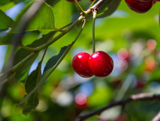 Cherry on a tree with leaves.