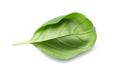 Fresh basil leaf on white background