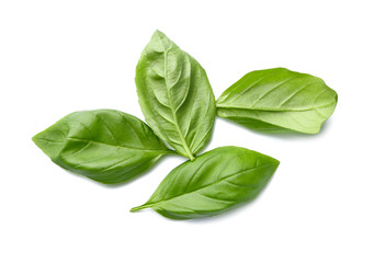 Fresh basil leaves on white background