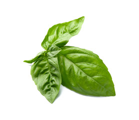 Fresh basil leaves on white background